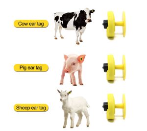 rfid in cattle
