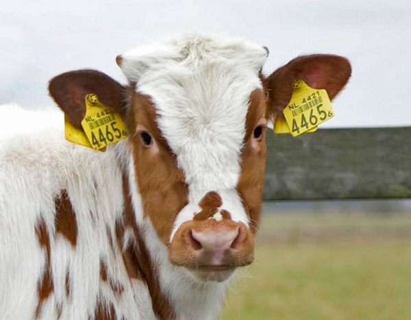rfid tag cattle tracking
